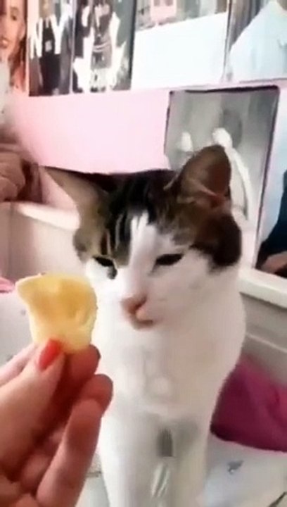 funny cats episode 63