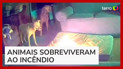 Cachorro causa incêndio em casa após mastigar bateria portátil nos EUA