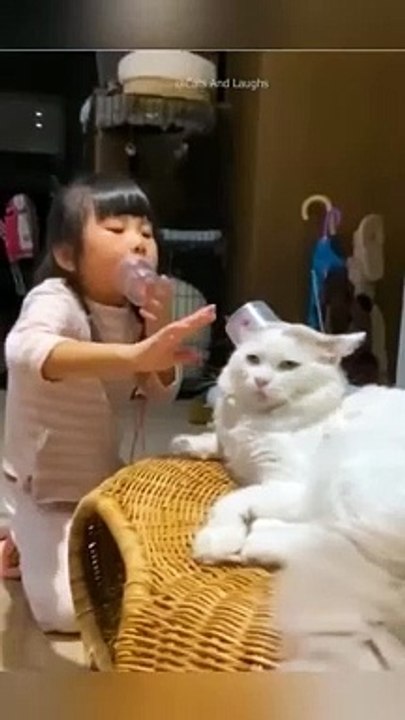 funny cats episode 65