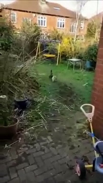 Funny cats episode 66