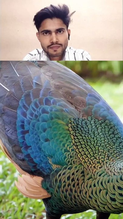 The Beautiful Peacock