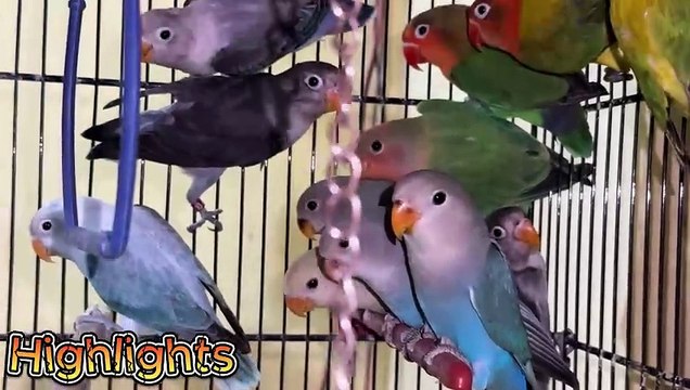 Lovebird Mutation Mix Successful Breeding Setup Progress