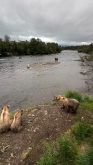 The Congress Of Bears Continues...!!