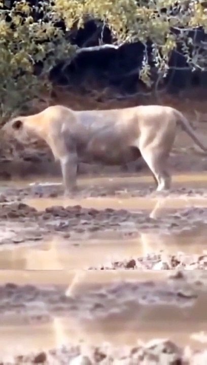 Lion vs snake