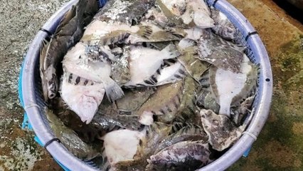 고흥 양식장에서 물고기 25만 마리 폐사...고수온 피해 가능성 / YTN