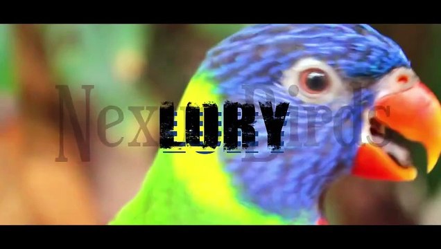 Pale Fallow Lovebirds Mutation Breeding Progress