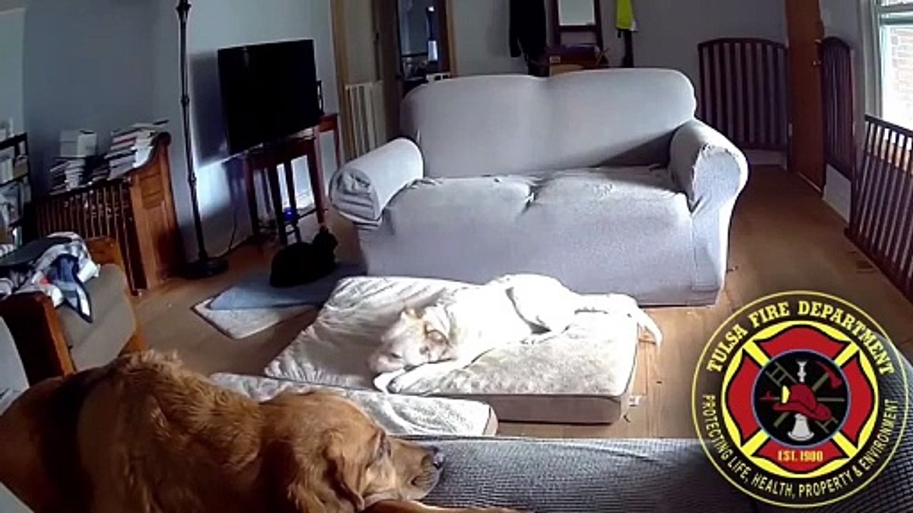 Cão mastiga carregador de celular portátil e põe fogo em casa nos EUA