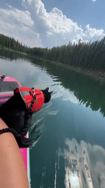 Black Cat Falls in Water While Paddle Boarding With Owner