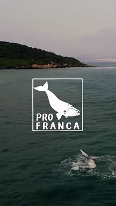 Imagens encantadoras mostram filhote de baleia semi-albino em praia de SC