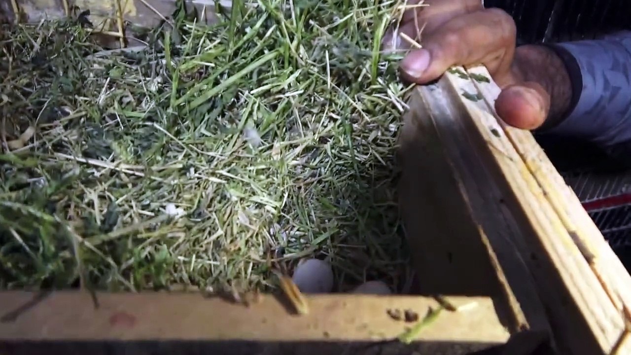 Visited at Albino and Lovebirds Mutation Breeding Setup in Korangi