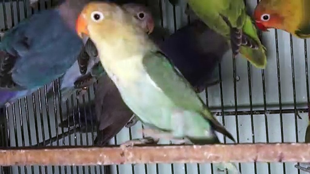 Visited at UH Aviary  Green Opaline Blue Opaline Lovebirds Mutation
