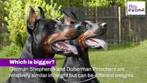 German Shepherd vs Doberman