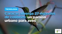 Caracas alberga 27 especies de colibríes: un paraíso urbano para aves