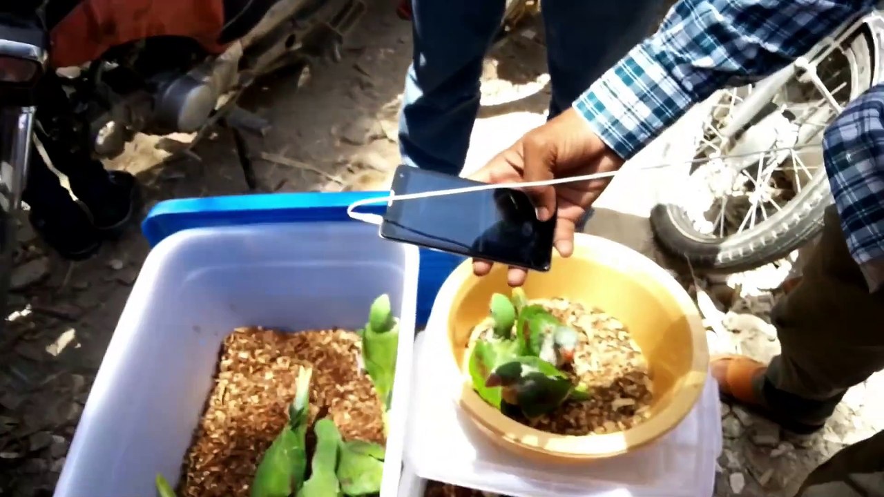 Lalukhet Birds Market Update April 28 2019