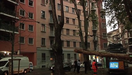 Nubifragio a Milano, un albero cade su un tram linea interrotta