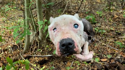 Skinny Senior Pittie Found Alone In The Woods Is Queen Of Her House
