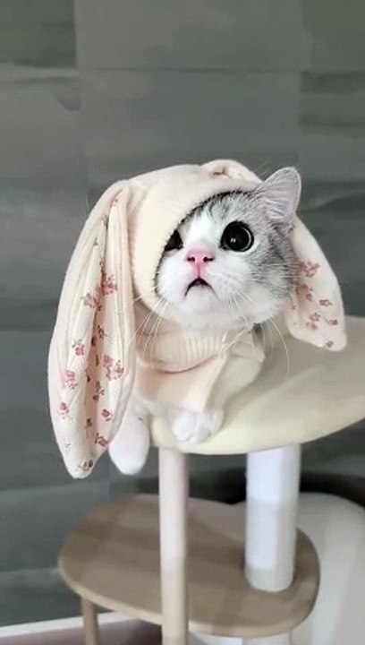 Hijabi Cat
