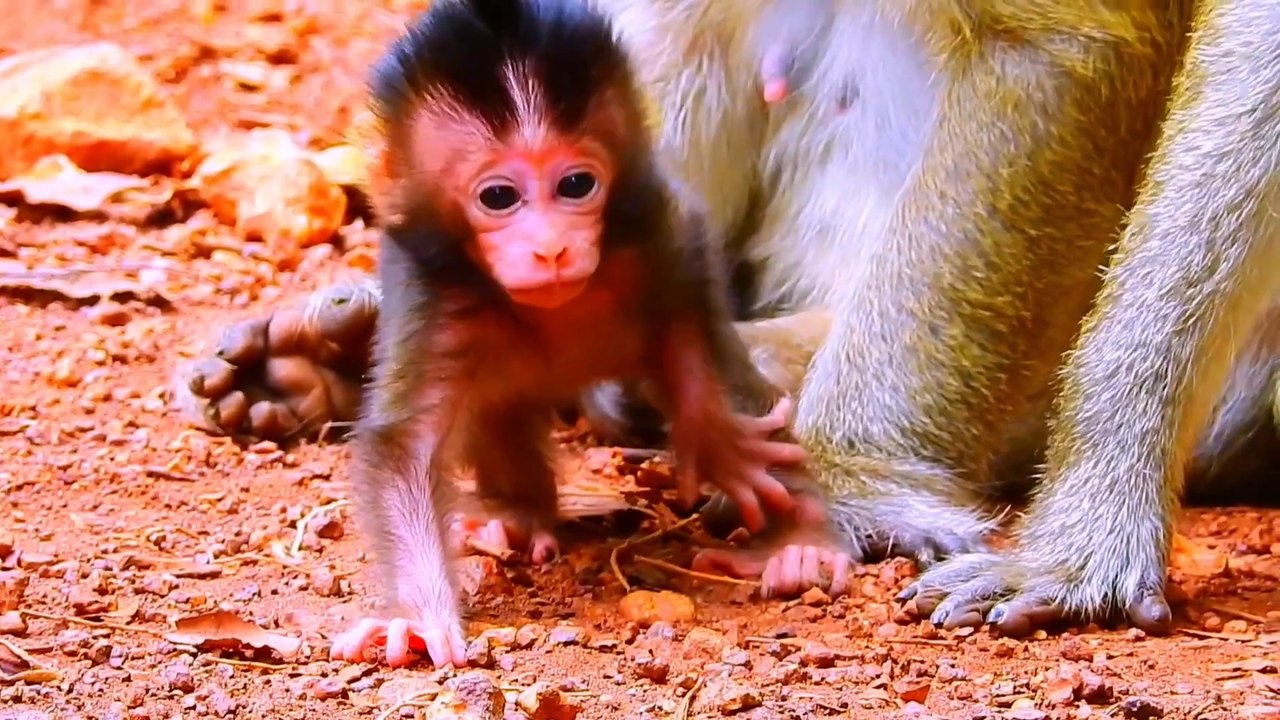 newborn baby monkey start standing