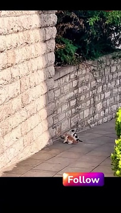 Baby kittens have done the impossible #kitten #cats #impossible #shorts
