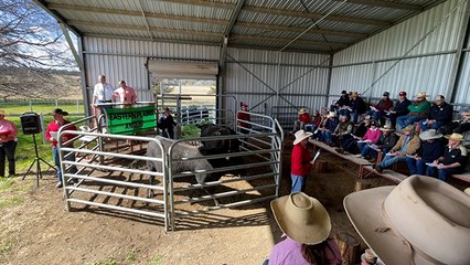 A 'stand out' bull tops Eastern Plains sale | The Land