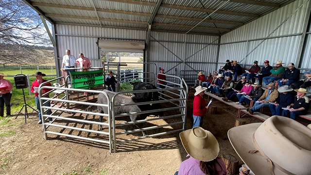 A 'stand out' bull tops Eastern Plains sale | The Land