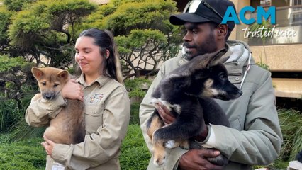 Dingo management has gone to the dogs, advocates say