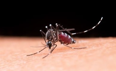 Brasil ultrapassa marca de 5 mil mortes por dengue; Paraíba resgistrou dez no primeiro semestre