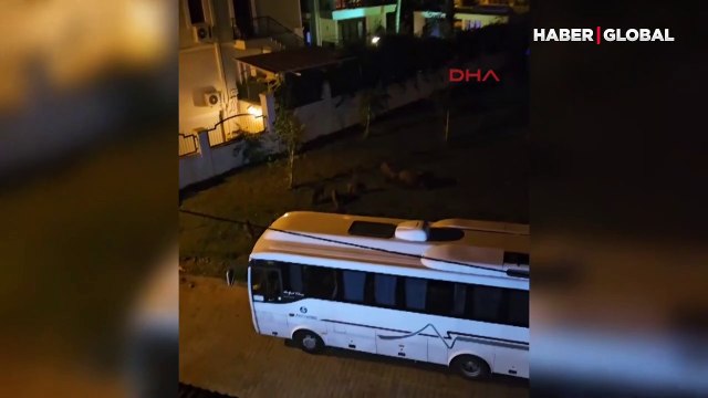 Marmaris'te aç kalan yaban domuzları şehre indi! O anlar kamerada 