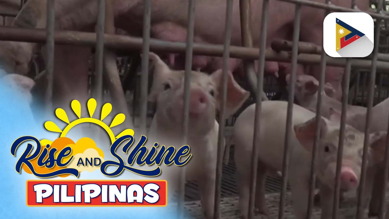 DA, naghahanda ng emergency procurement ng ASF vaccines