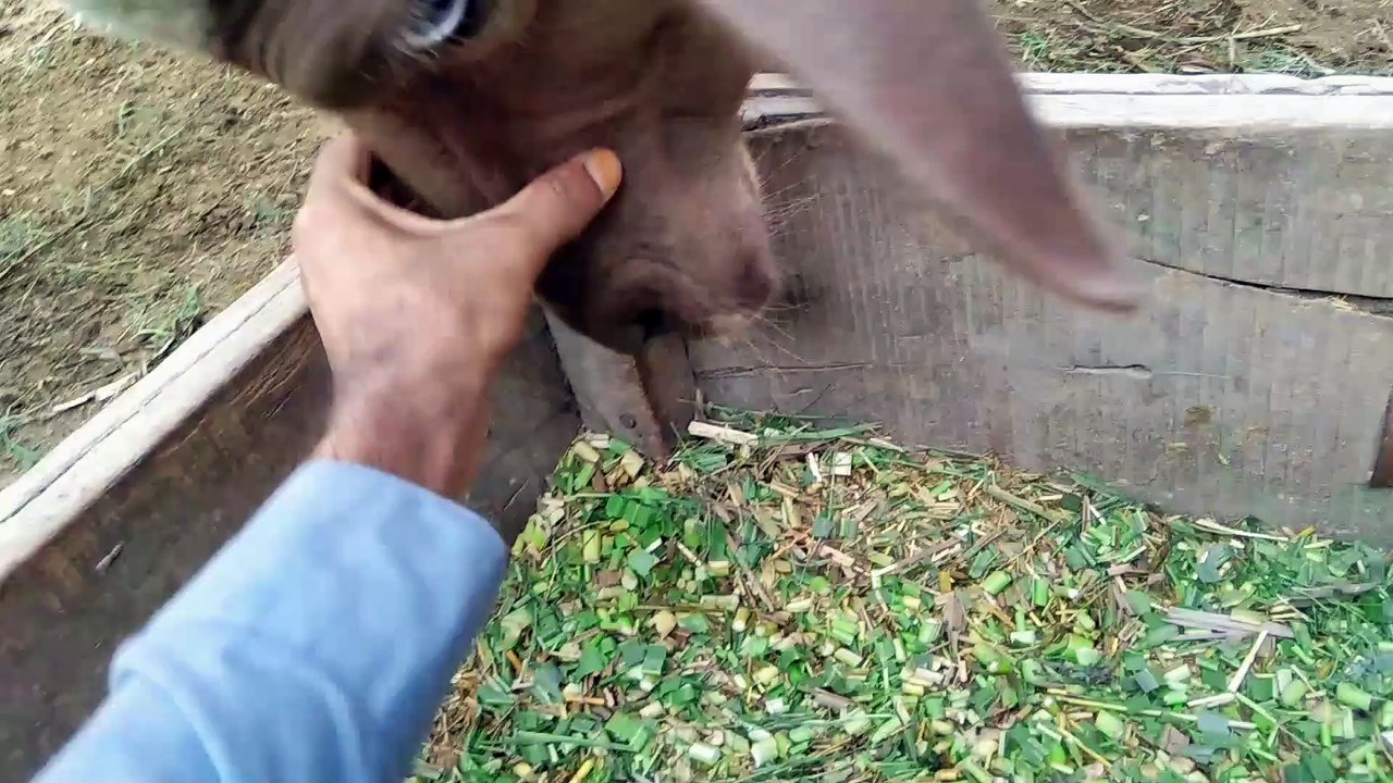 Village life with animals |village life vlogging|
