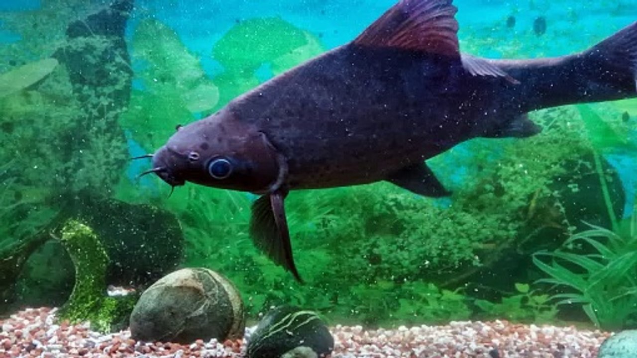 George the Curry House Fish has seen it all before