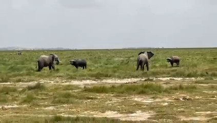 Young Bull Elephants Try to Fight Buffalos