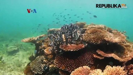 Drone Bawah Laut Bantu Pelajari Perubahan Iklim Pada Terumbu Karang