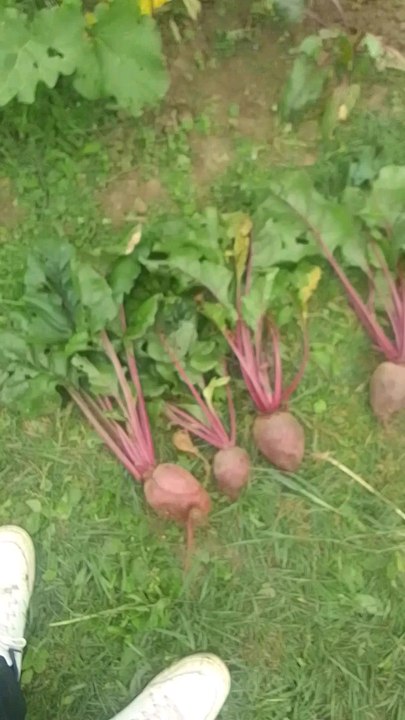 la récolte des betteraves rouge