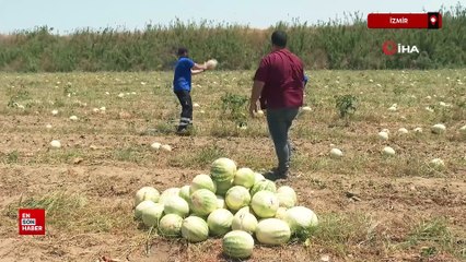 İzmirli çiftçi, tarlada kalan 3 ton karpuzu hayvanlara dağıttı