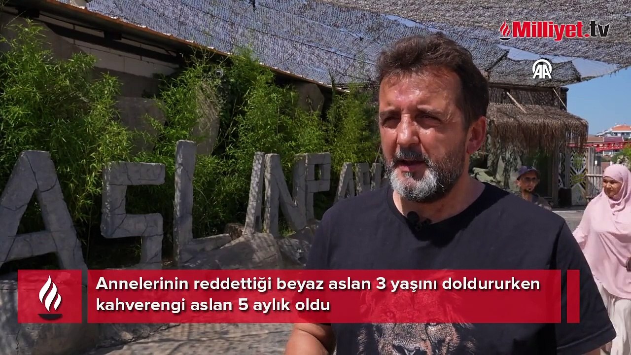 Annelerinin reddettiği beyaz aslan 3 yaşını doldururken kahverengi aslan 5 aylık oldu