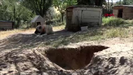 Kangallar serinlemek için ‘çukur’ kazıyor
