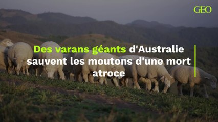 Des varans géants d'Australie sauvent les moutons d'une mort atroce