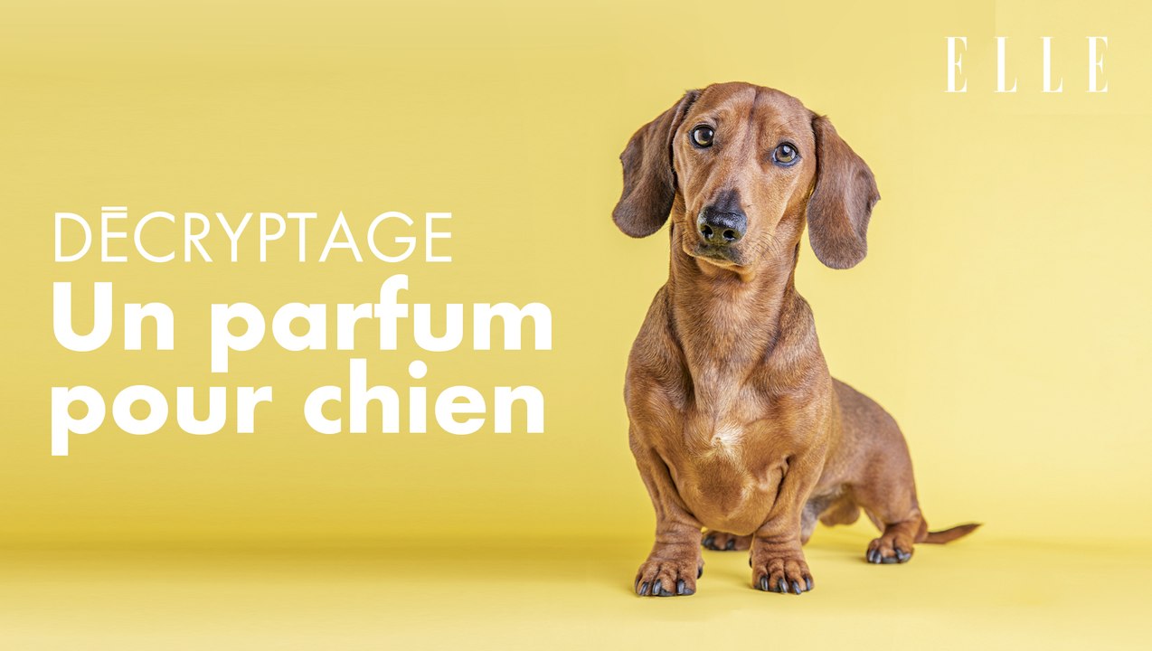 Dolce & Gabbana : le chien du créateur Domenico fait le beau pour un parfum de luxe canin