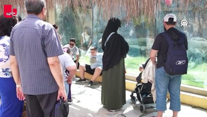 Annelerinin reddettiği beyaz aslan 3 yaşını doldururken kahverengi aslan 5 aylık oldu