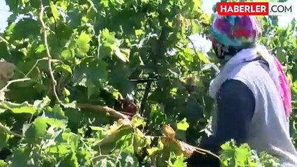 Manisa'da Sultaniye Üzümlerinin Kurutma İşlemleri Başladı
