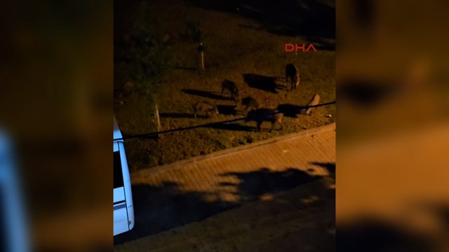 Marmaris'te yiyecek arayan yaban domuzları şehir merkezine indi; o anlar kamerada