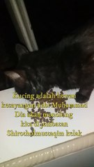 Black stray cats come at night asking for food