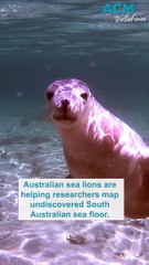 Australian sea lions map undiscovered sea habitats
