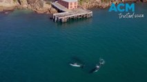 Restored, iconic, Tathra wharf accessible whale watching platform