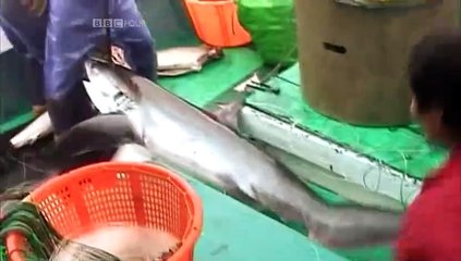 S00E01 BBC Lonesome George And The Battle For Galapagos