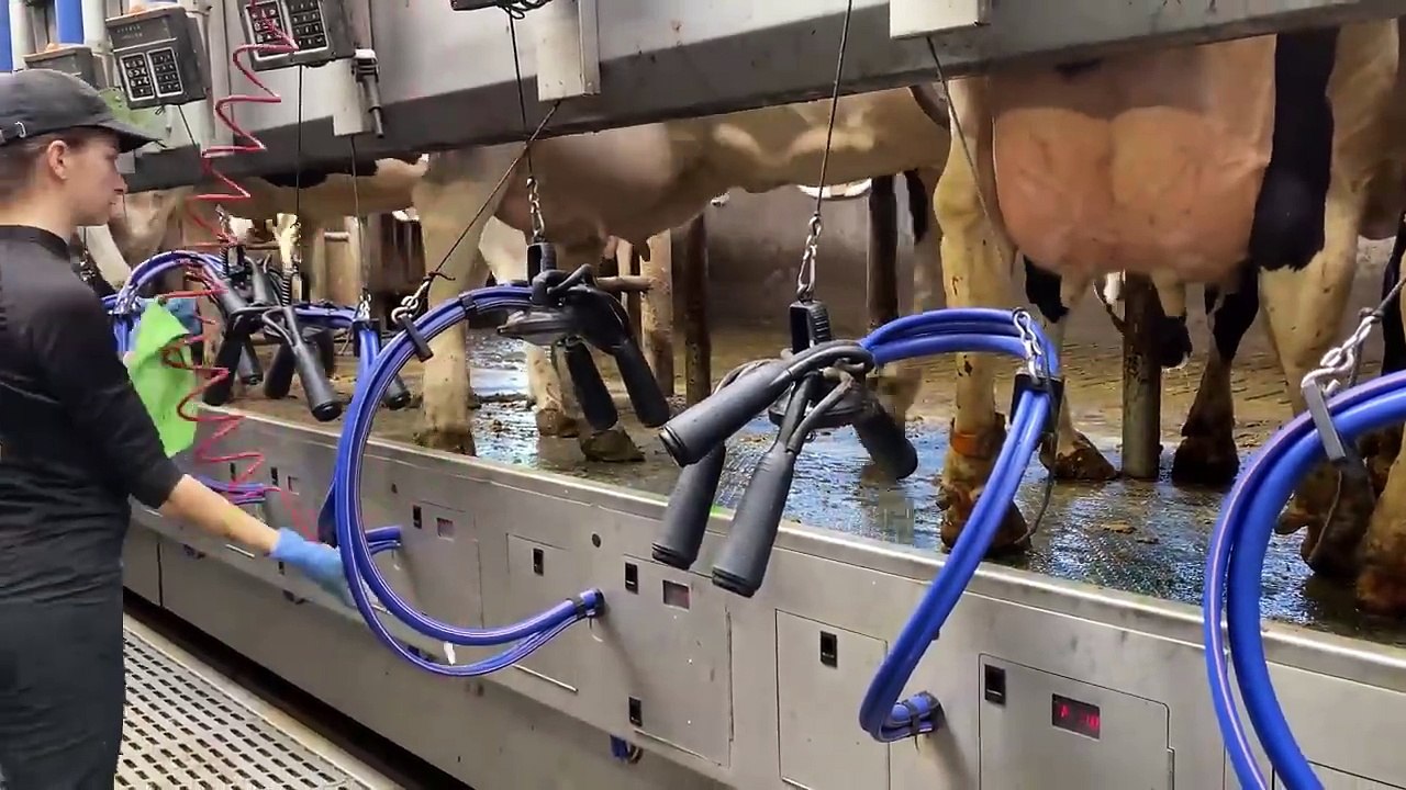 Farm _WithMe Cow Farming Milk Feeding Pretty Girl Modern Military Truck Combine Cowshed