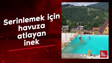 Serinlemek için havuza atlayan inek