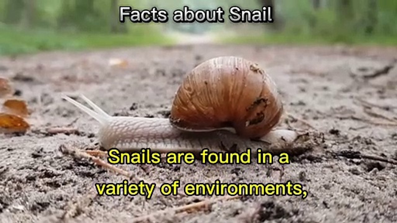 Facts about Snail
