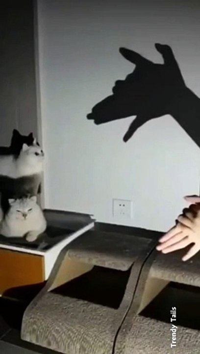 Is The Cat Afraid